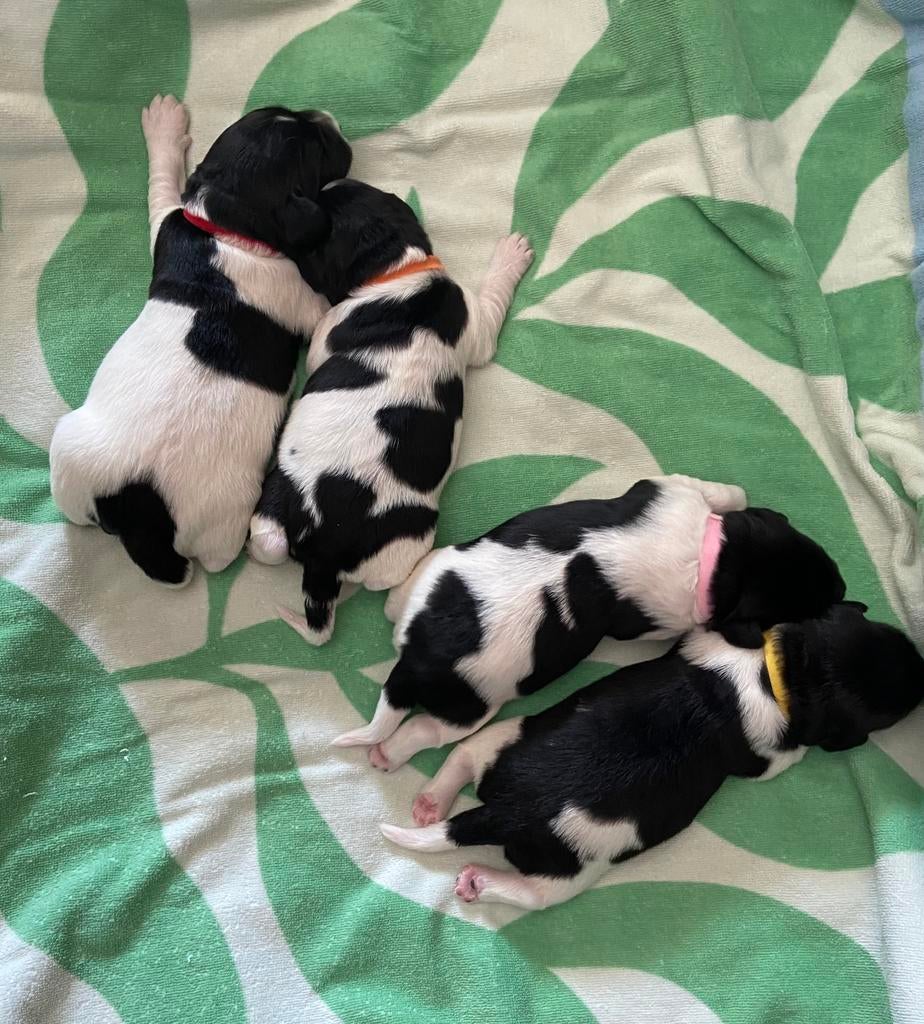 Ras zuivere Friese Stabij puppy’s, Parvo, 8 tot 15 weken, Meerdere, Meerdere dieren