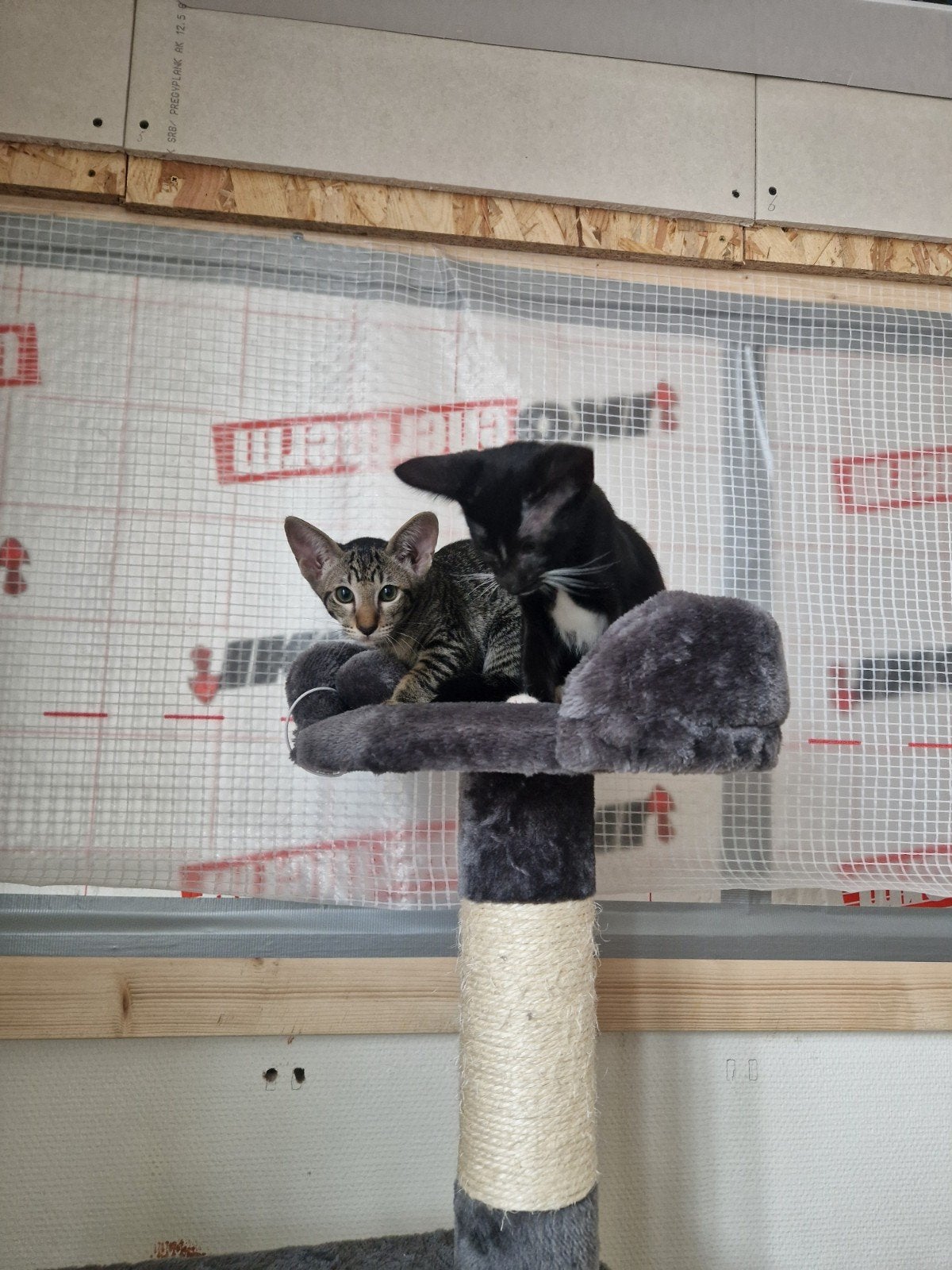 Oosterse korthaar kittens, Meerdere dieren, Ontwormd, 0 tot 2 jaar