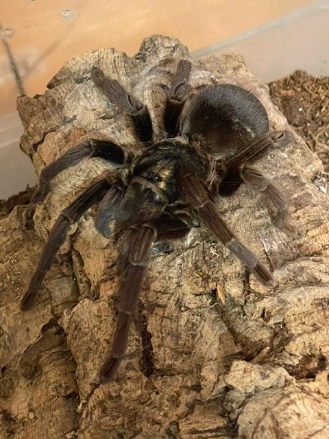 Phormictopus auratus  12 cm BL | 8 jaar, met verblijf, Spin of Schorpioen