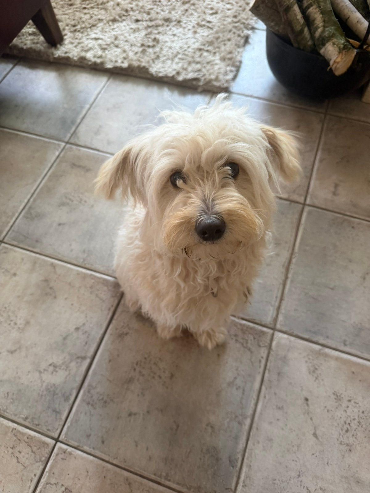 Herplaatsing voor Rakker ( maltipoo), Dieren en Toebehoren, Honden | Chihuahua's en Gezelschapshonden, 15 weken tot 1 jaar, Parvo