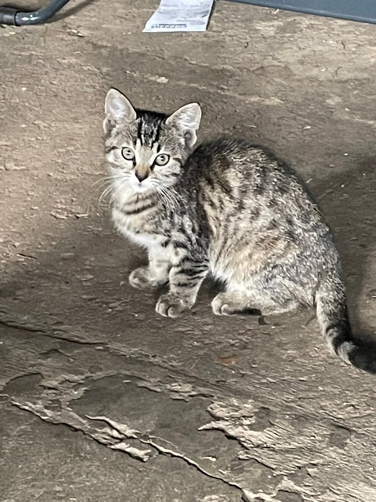 2 boerderij kittens, 14 weken oud, Dieren en Toebehoren, Poes, Kortharig, 0 tot 2 jaar
