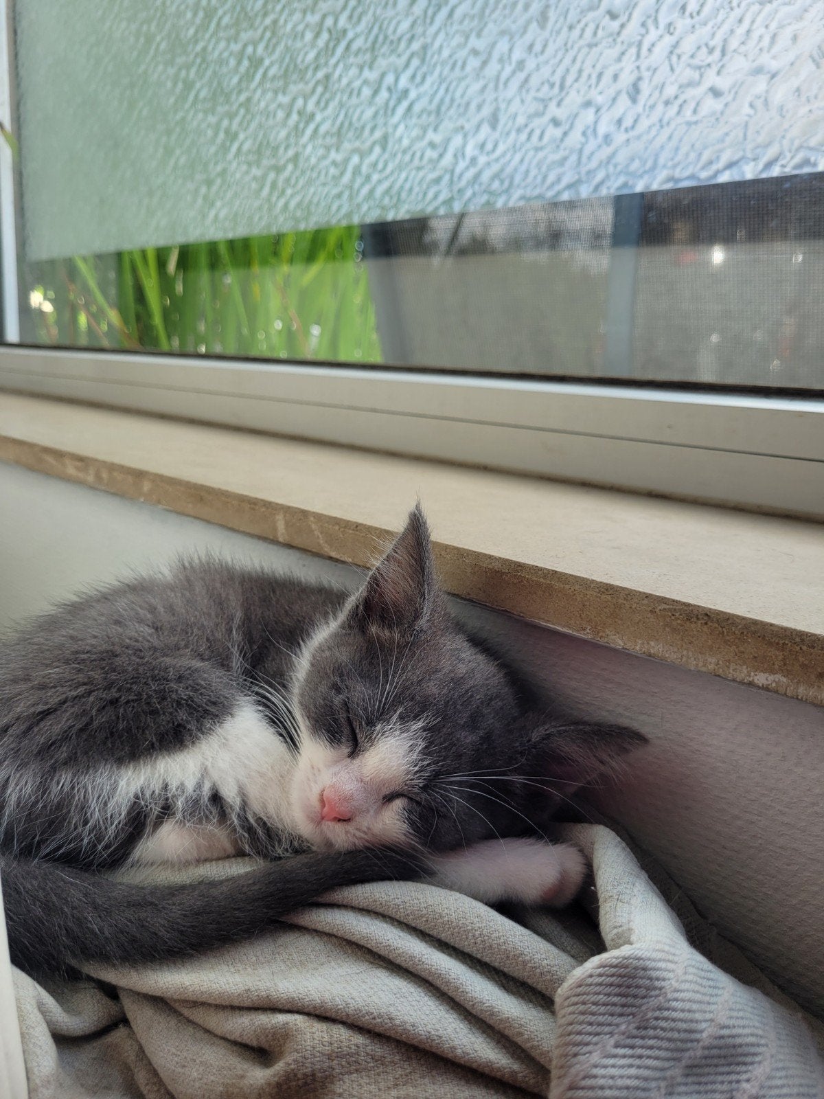 De laaste kitten (grijze) zoekt een baasje., Meerdere dieren
