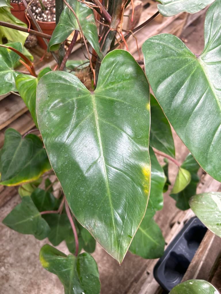 Philodendron Red Emerald - 120cm hoog, Huis en Inrichting, Kamerplanten, Ophalen, 100 tot 150 cm, Overige soorten, Halfschaduw