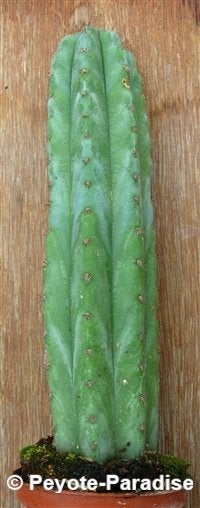 San Pedro Cactussen - DE ECHTE ! - Echinopsis pachanoi, 200 cm of meer, Ophalen of Verzenden, Bloeiende kamerplant, Volle zon