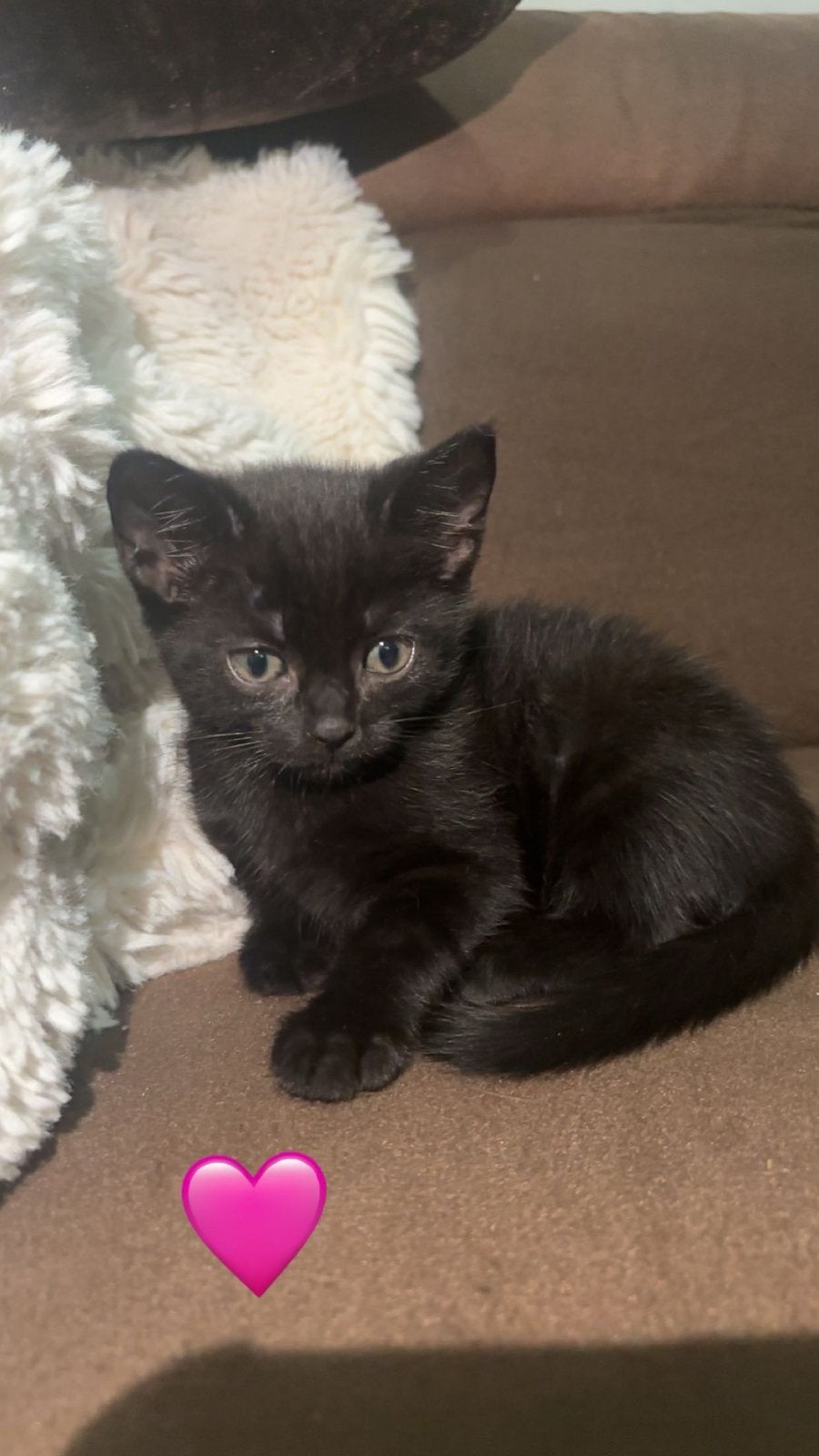 Half Britse Korthaar kitten zoeken een gouden mandje, Meerdere dieren, Ontwormd