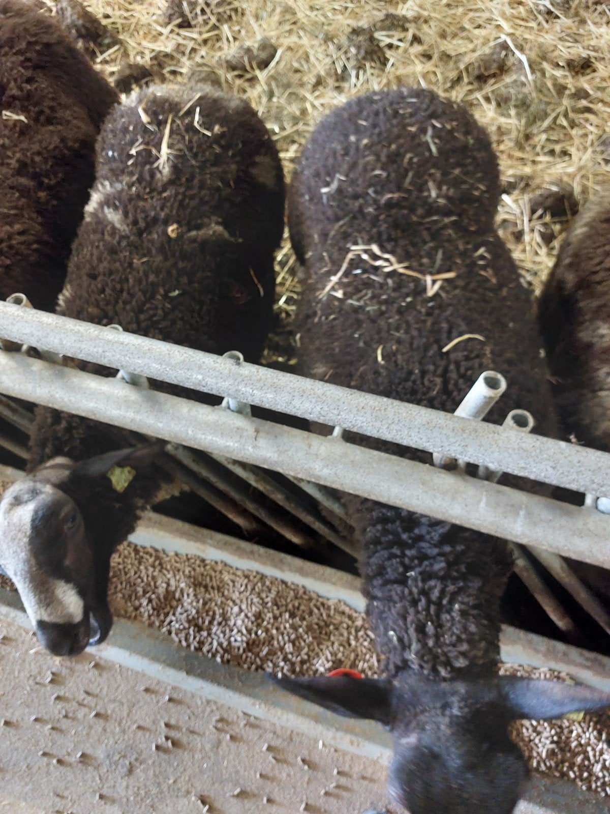 te koop kruisling ooilammeren, Dieren en Toebehoren, Vrouwelijk, Schaap