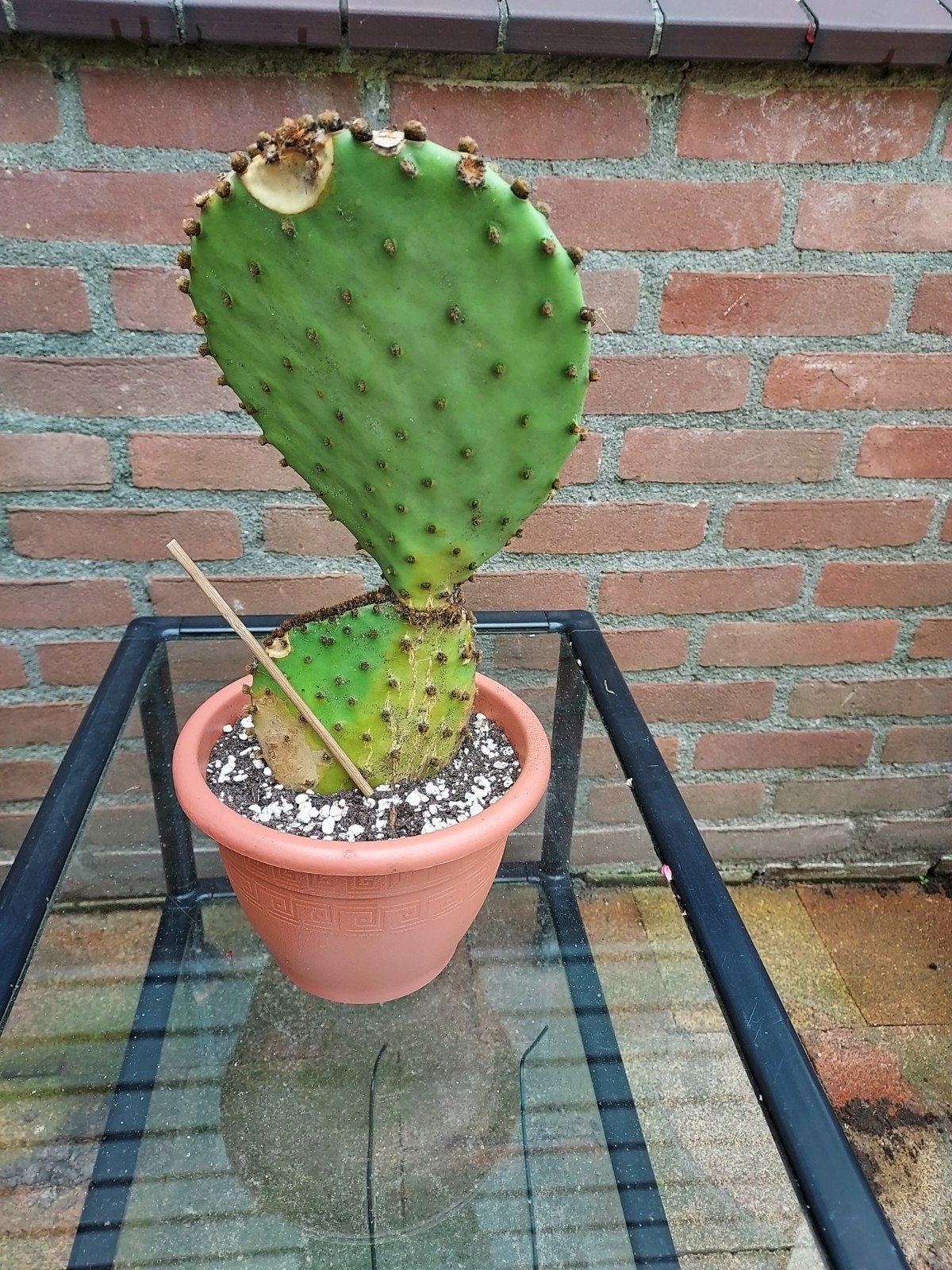 Opuntia Macrocentra, Ophalen of Verzenden, Vaste plant, Overige soorten, Volle zon