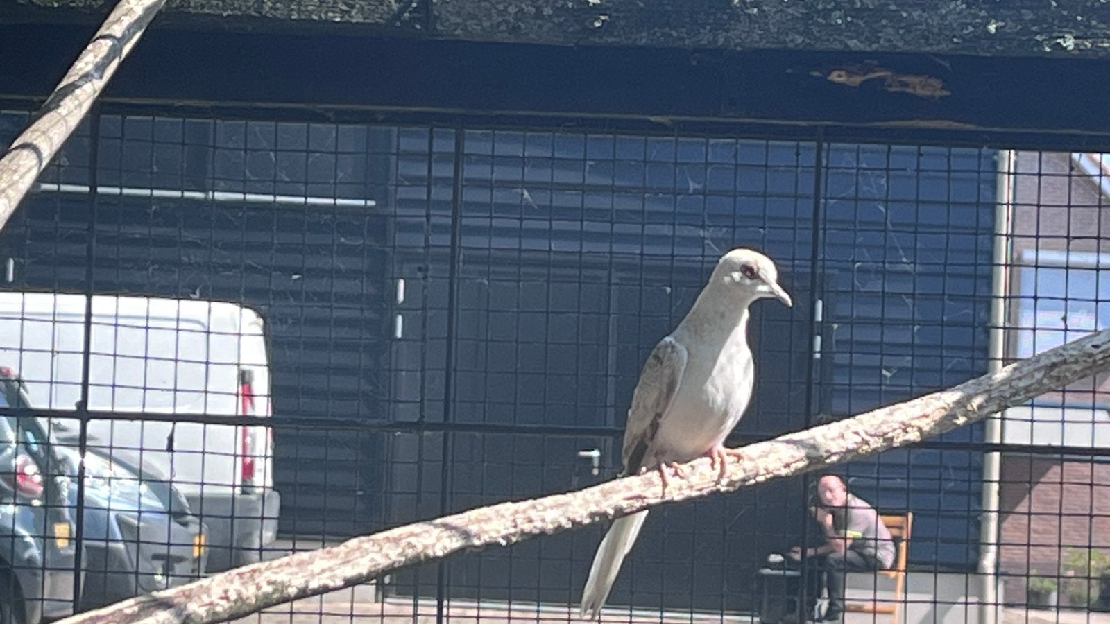 Diamantduif diamantduiven jonge zelfstandig, Meerdere dieren