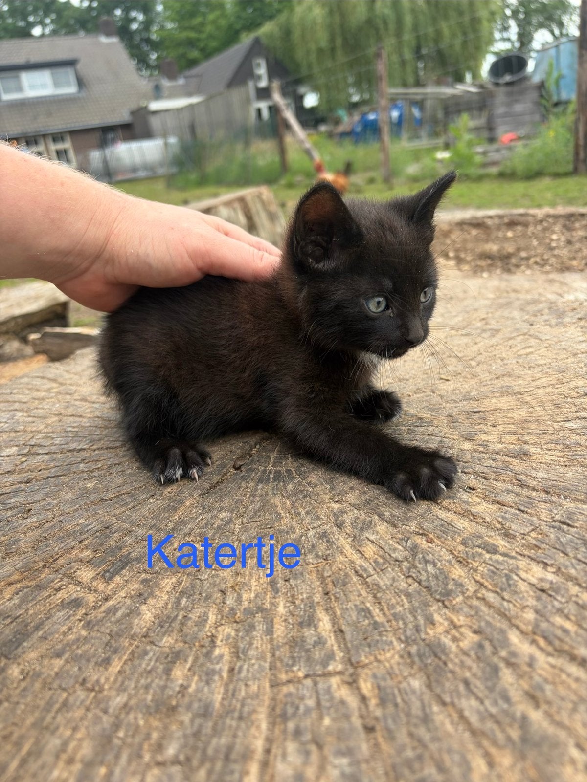 Boerderijkittens 8 weken oud, Dieren en Toebehoren, Kater