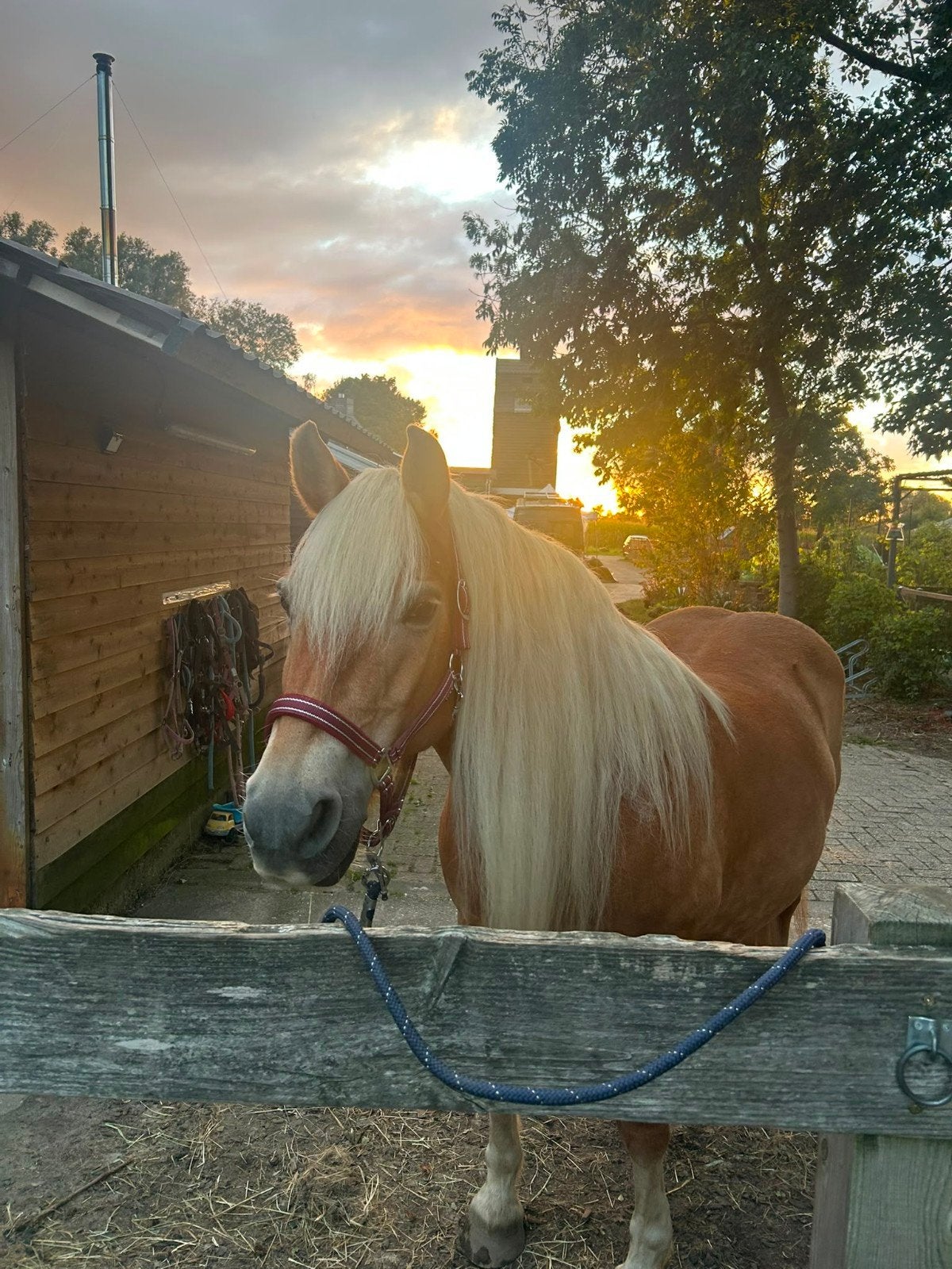 Haflinger merrie 18 jaar als weidemaatje