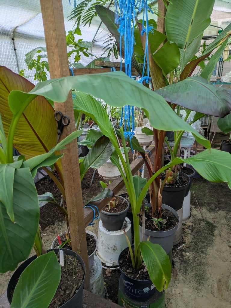tuinplanten aangeboden, Tuin en Terras, Vaste plant, Halfschaduw, Zomer, Ophalen