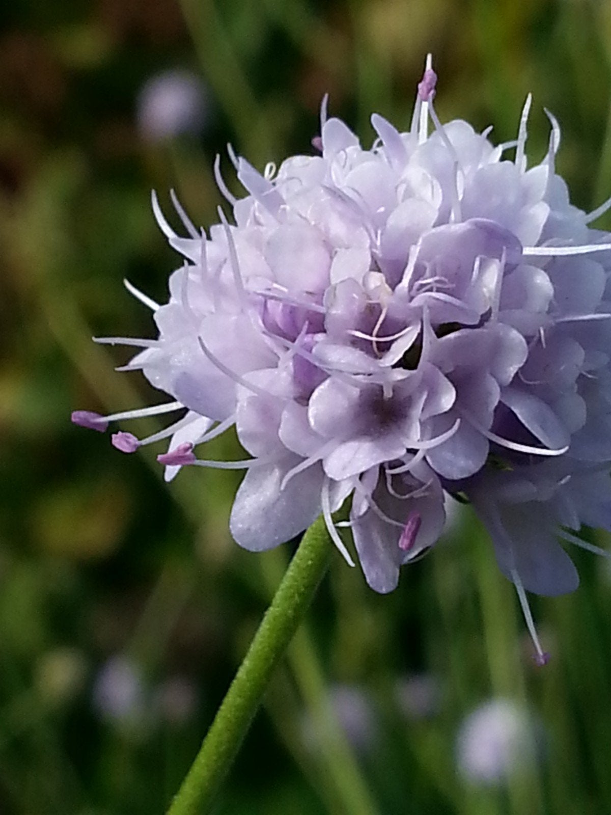 Blauwe knoop,  Succissa Pratensis (inheemse plant) bijenplan, Overige soorten, Volle zon, Vaste plant, Ophalen of Verzenden