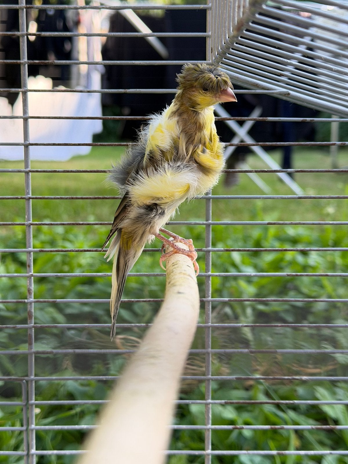 kanarie Fiorino, Dieren en Toebehoren, Vogels | Kanaries, Mannelijk, Zangkanarie
