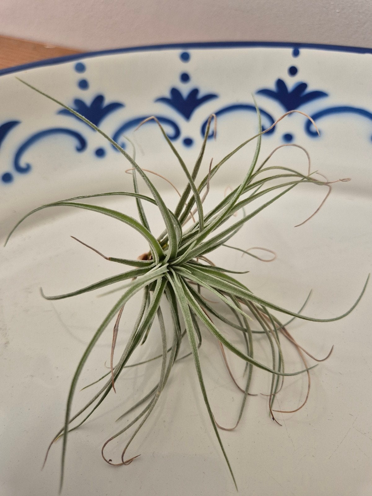 Airplantje - Tillandsia - Makkelijk te verzorgen, Tuin en Terras, Overige soorten, Vaste plant, Ophalen of Verzenden, Bloeit niet