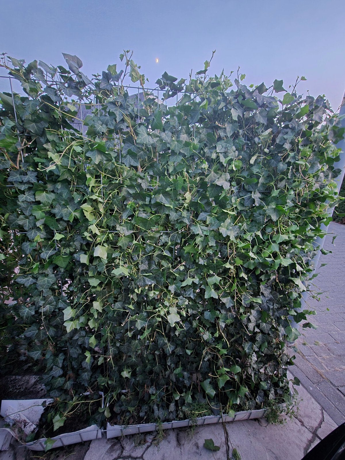 Hedera kant en klaar haag, Ophalen, Overige soorten, 100 tot 250 cm