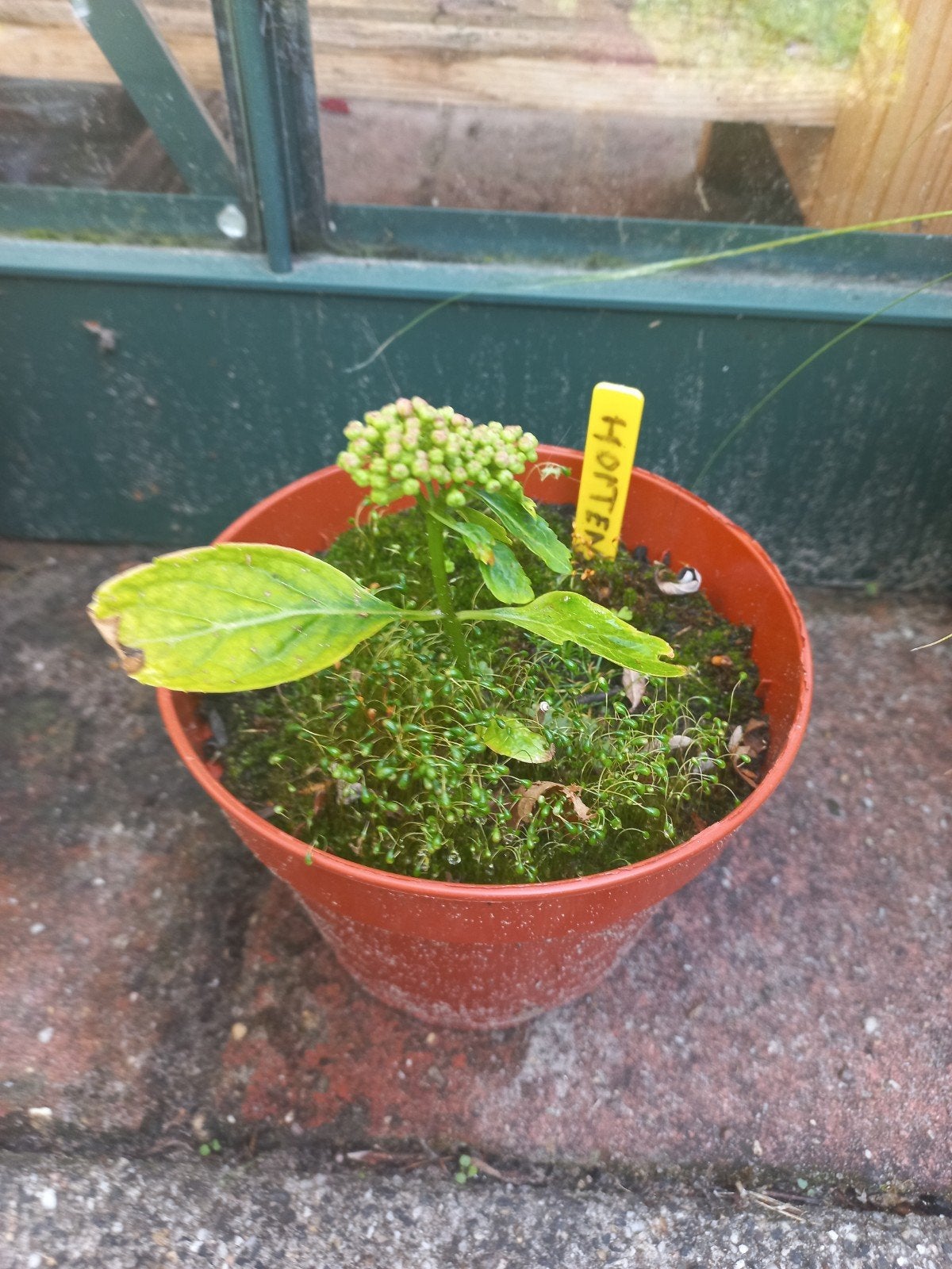 Hortensia stek 1 jaar oud, alleen afhalen €2, Tuin en Terras, Vaste plant, Halfschaduw, Zomer, Ophalen