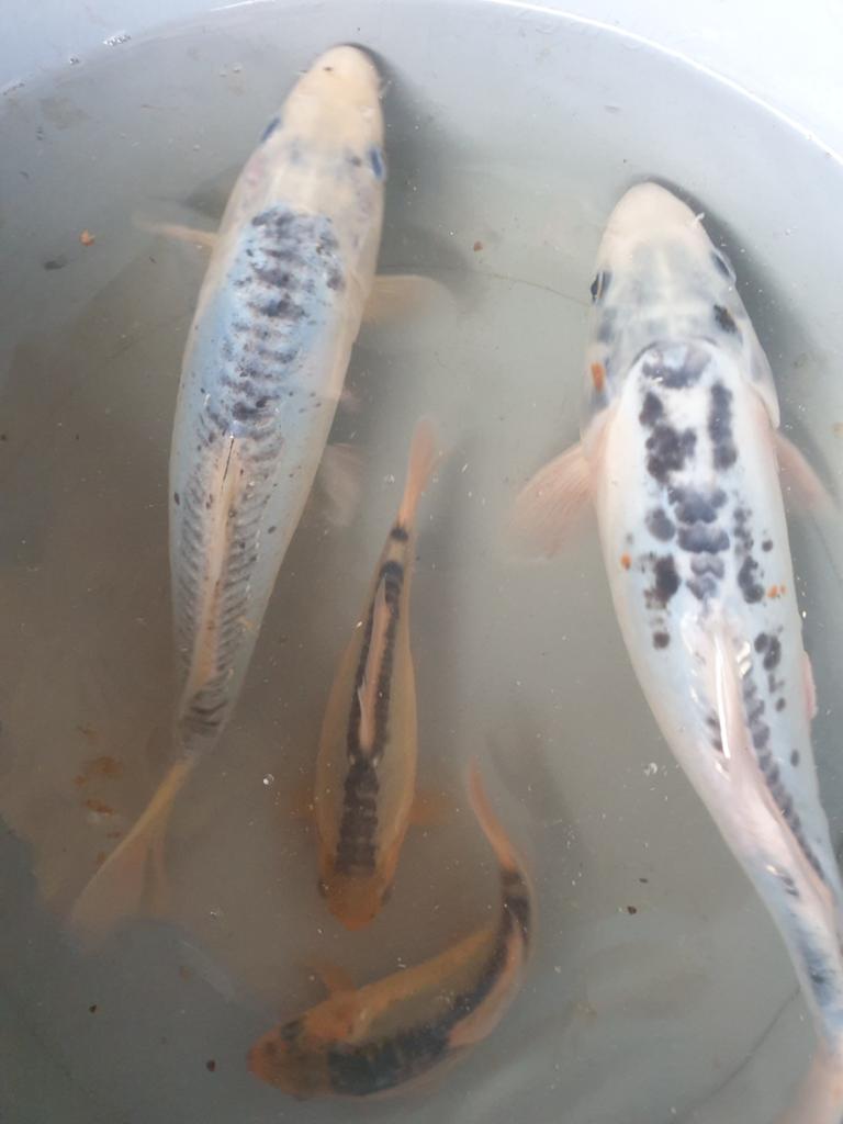 4Blauwe Shusui koi vissen, Dieren en Toebehoren, Karper of Koi