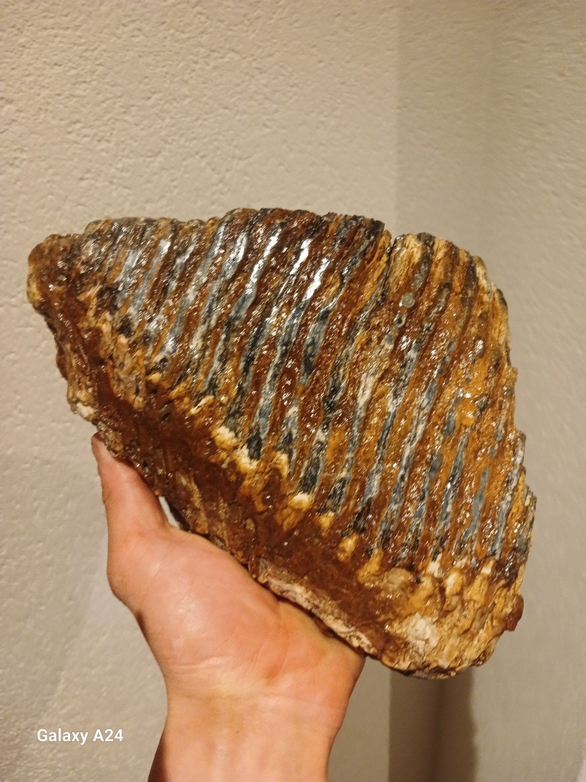 Prachtige mammoetkies uit de Noordzee, Ophalen of Verzenden, Fossiel