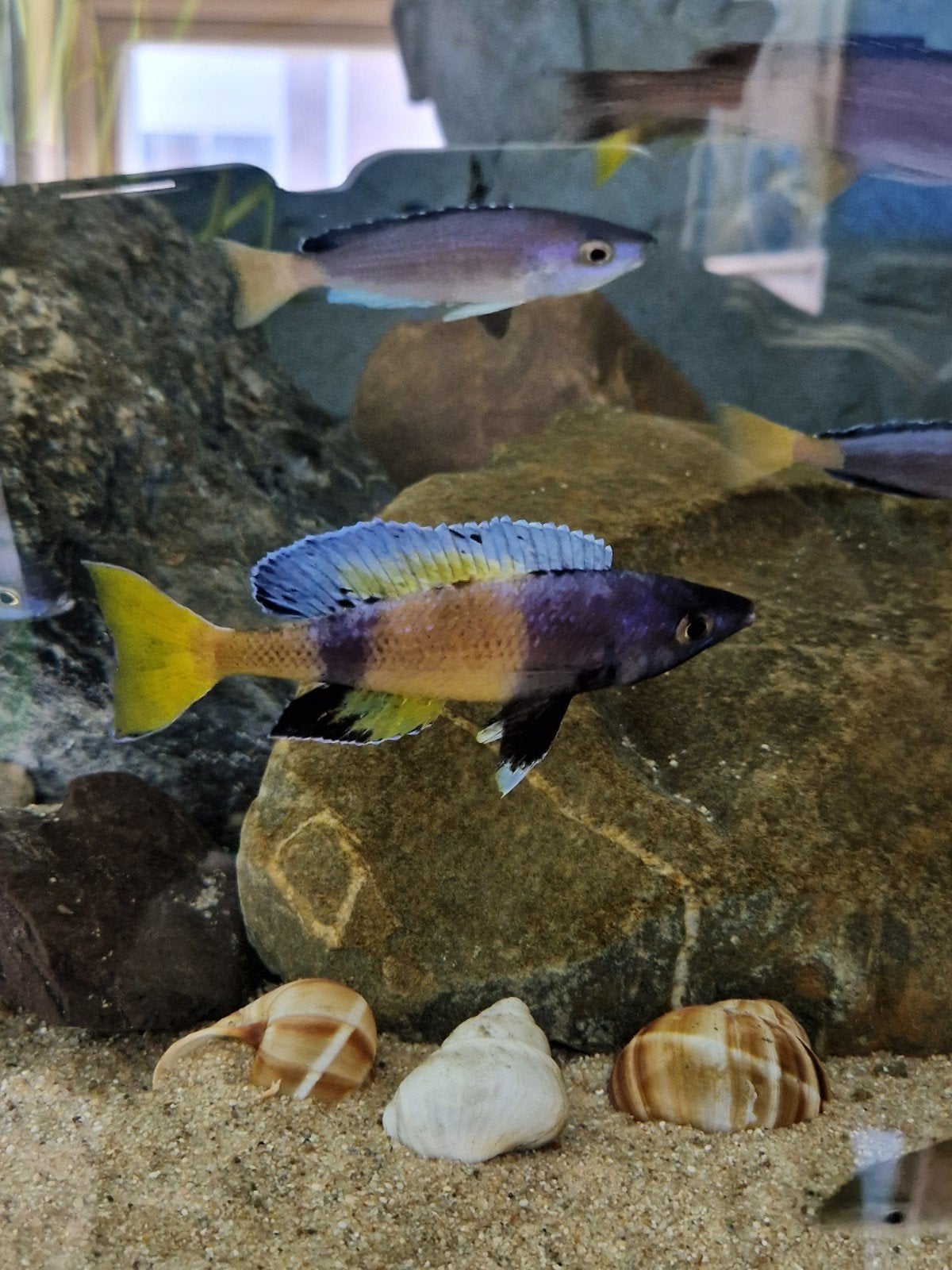 F1 Cyprichromis sp Brilliant jumbo Kitumba, Vis, Zoetwatervis, Schoolvis