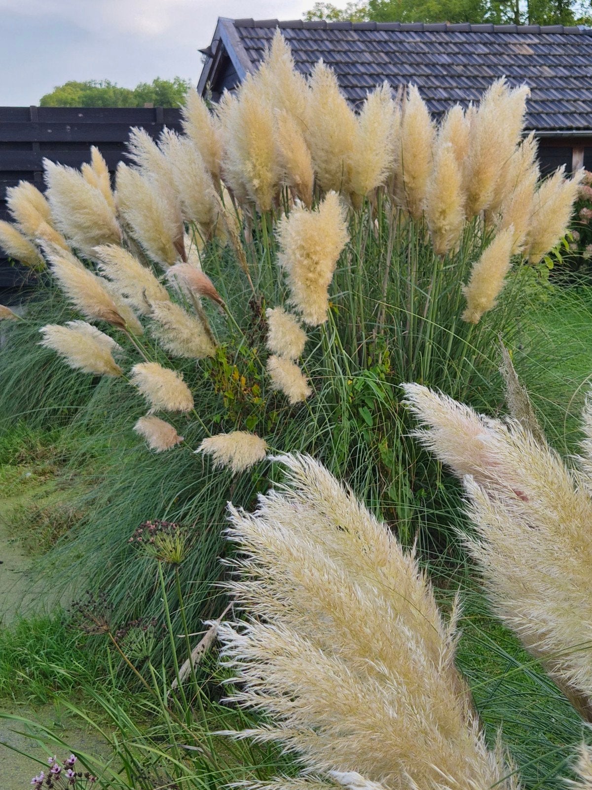 Grote Pampasgras Pluimen, Ophalen, Herfst, Siergrassen, Volle zon