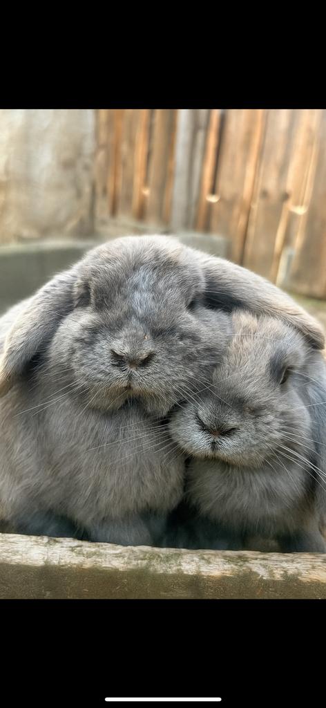 Hangoor konijn, Dieren en Toebehoren, Konijnen, Mannelijk, Dwerg, Hangoor, 0 tot 2 jaar