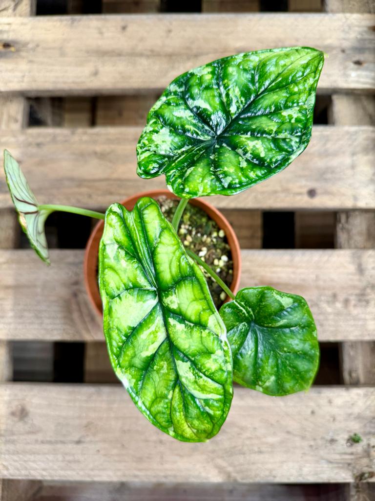 Alocasia Dragon Scale Stardust p12, Huis en Inrichting, Kamerplanten, Ophalen of Verzenden