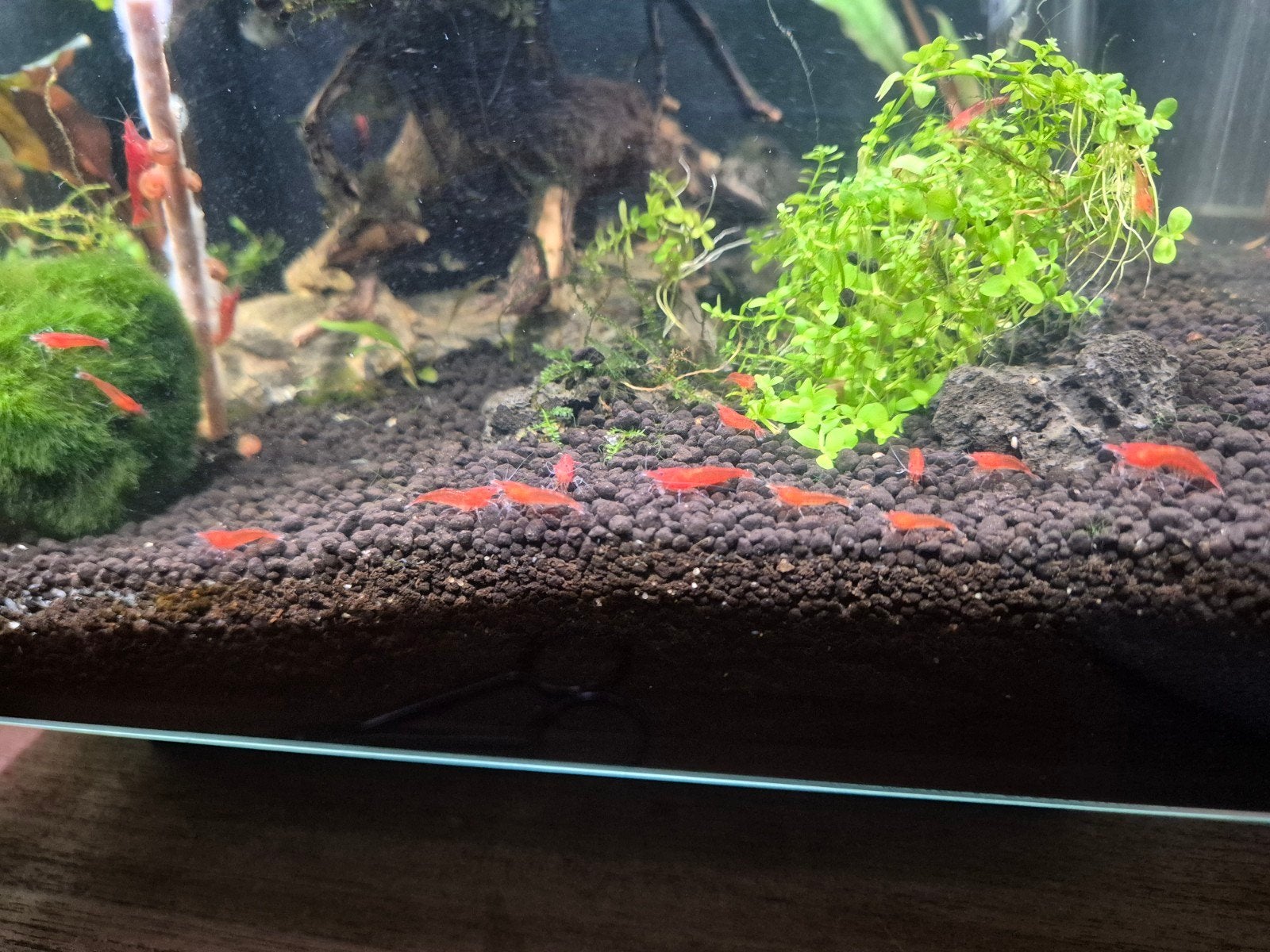 neocaridina davidi rood 40+, Kreeft, Krab of Garnaal