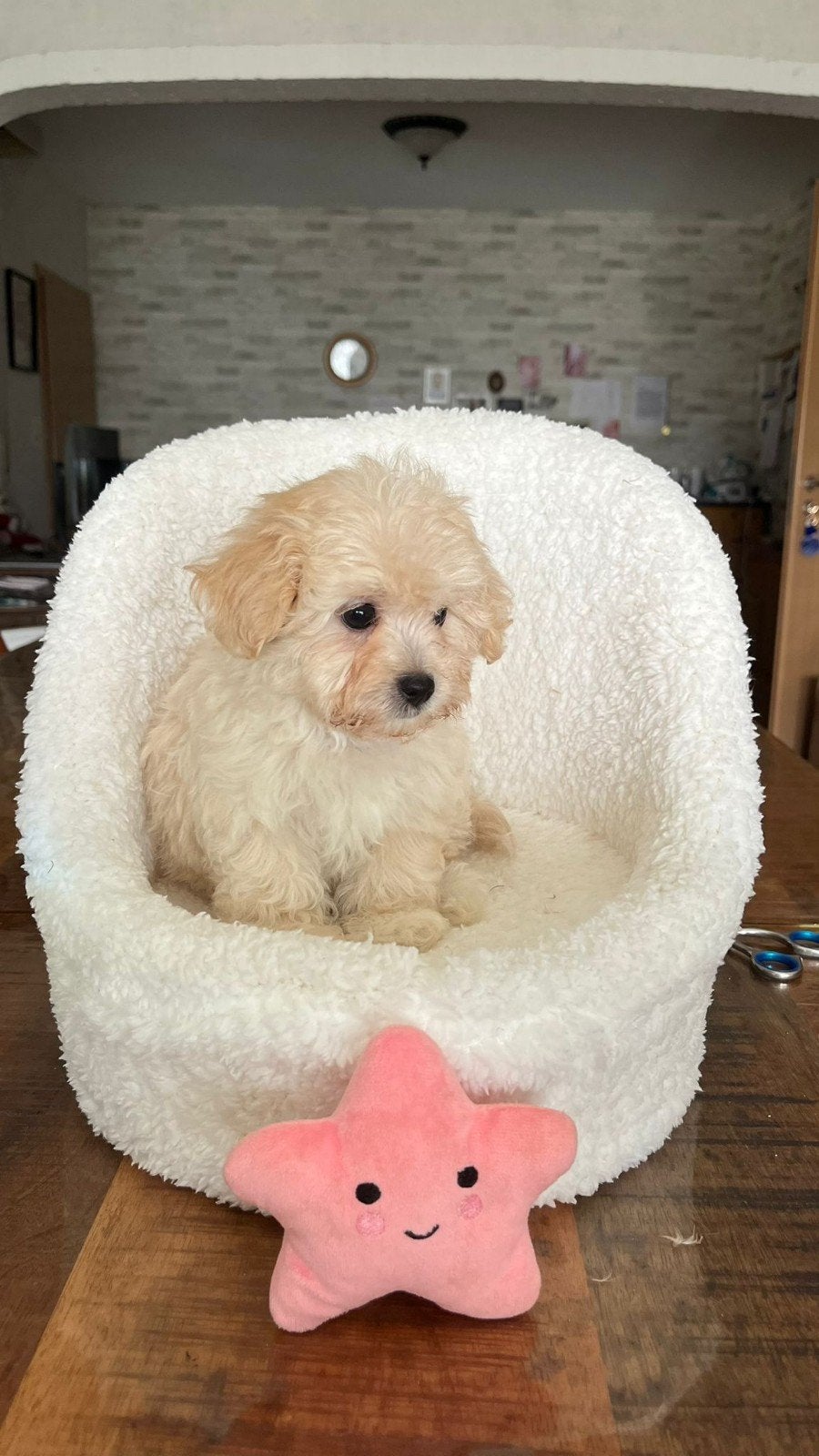 maltipoopups, Dieren en Toebehoren, Parvo, Overige rassen, 8 tot 15 weken, Meerdere dieren