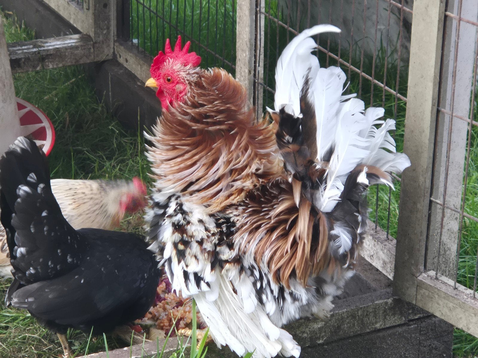 haan serama krul, Dieren en Toebehoren, Mannelijk, Kip