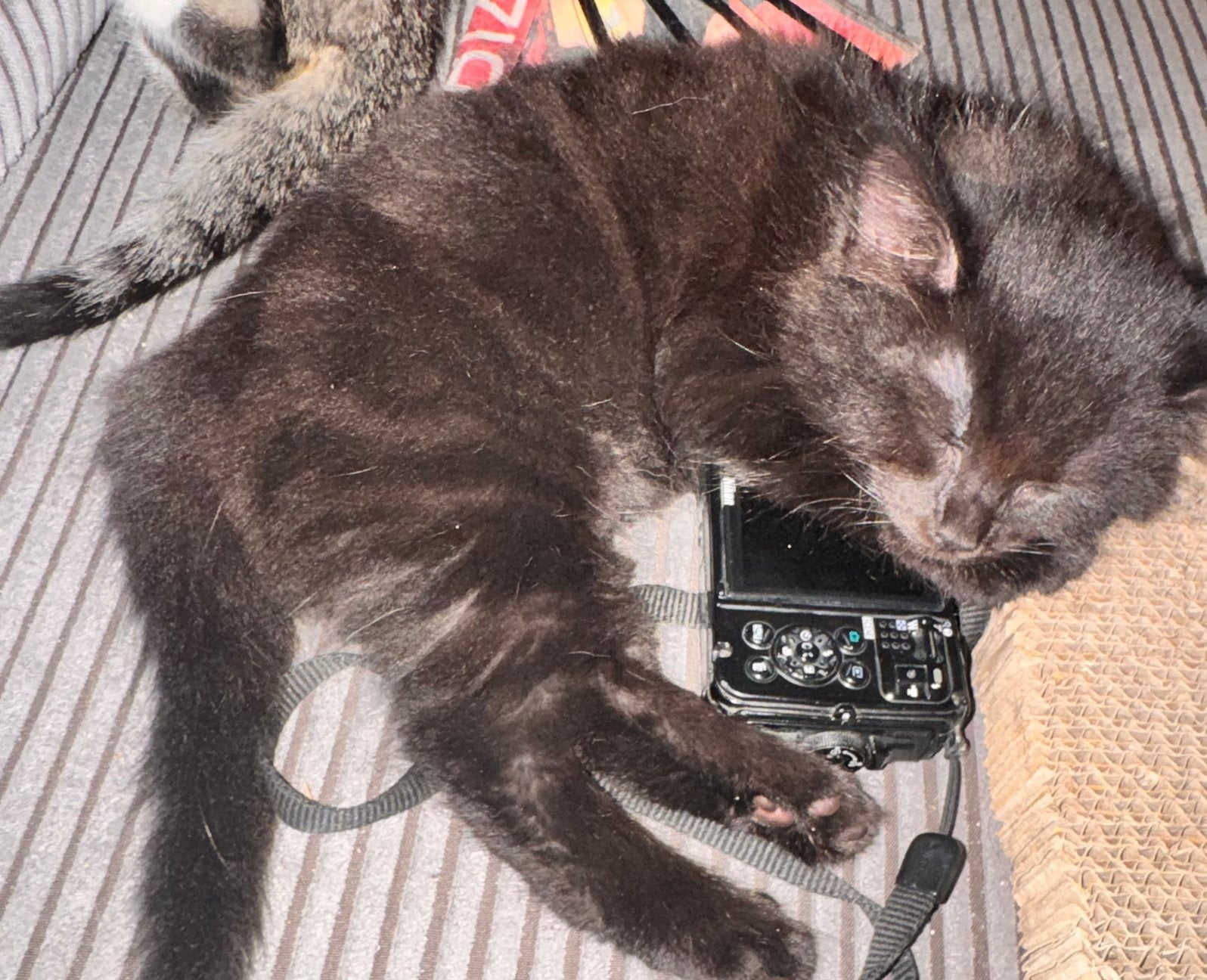 Kitten kruising maine coon, Dieren en Toebehoren, Kater, Ontwormd