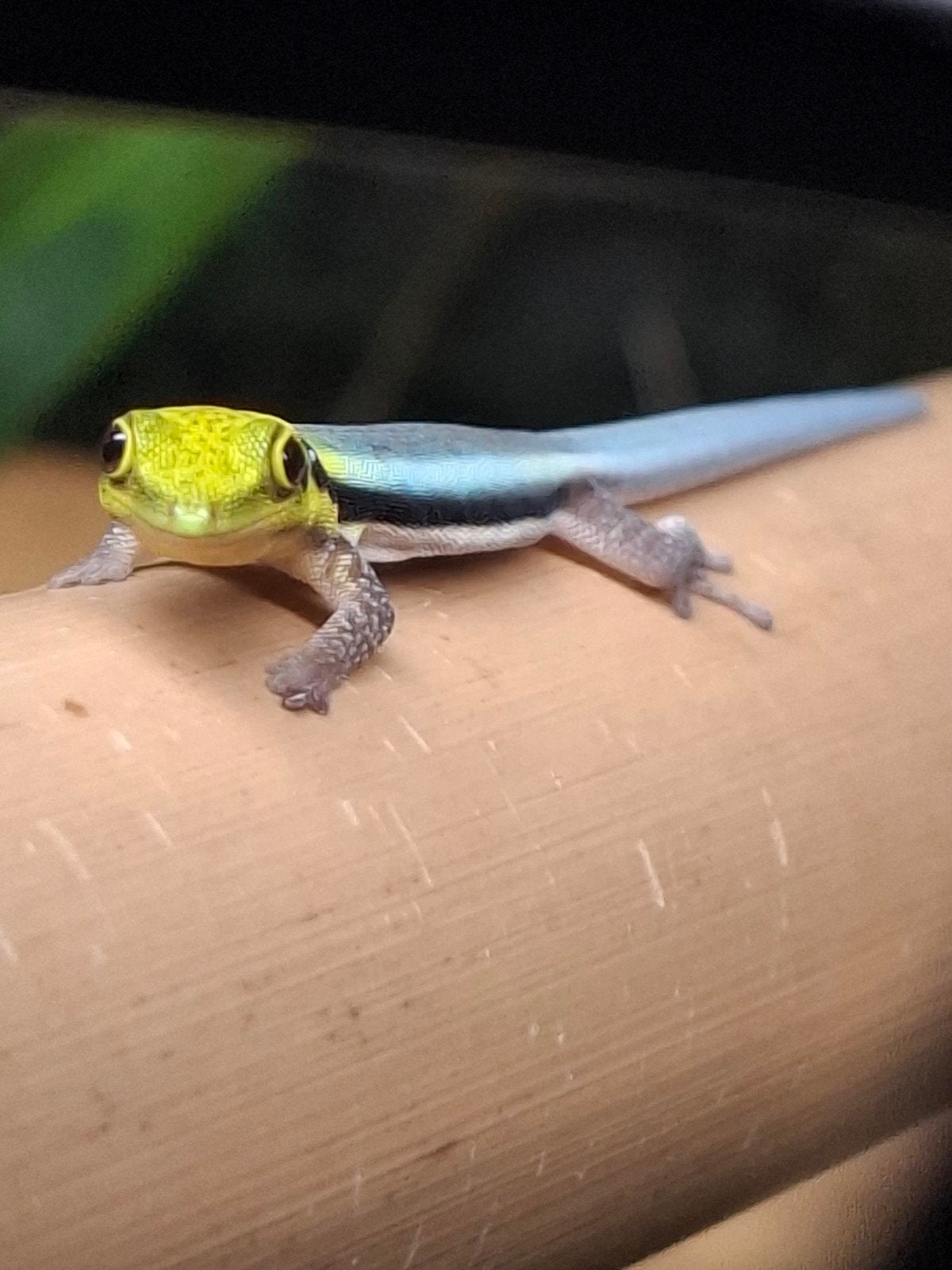 2x Ph. Klemmeri neon bamboe daggekko €125, Dieren en Toebehoren, Hagedis, 0 tot 2 jaar