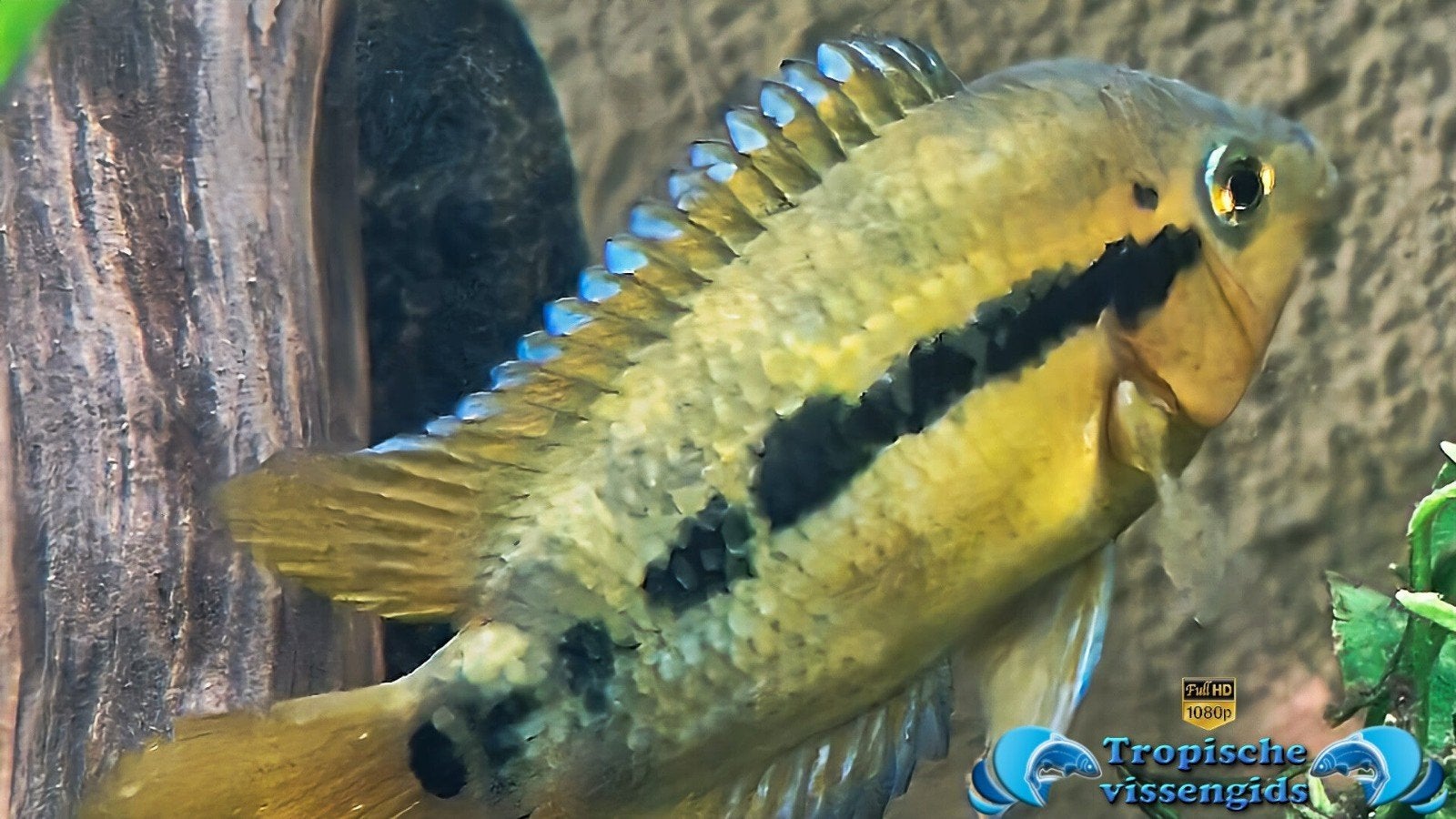 Te koop Herotilapia multispinosa – Regenboog Cichlide, Vis