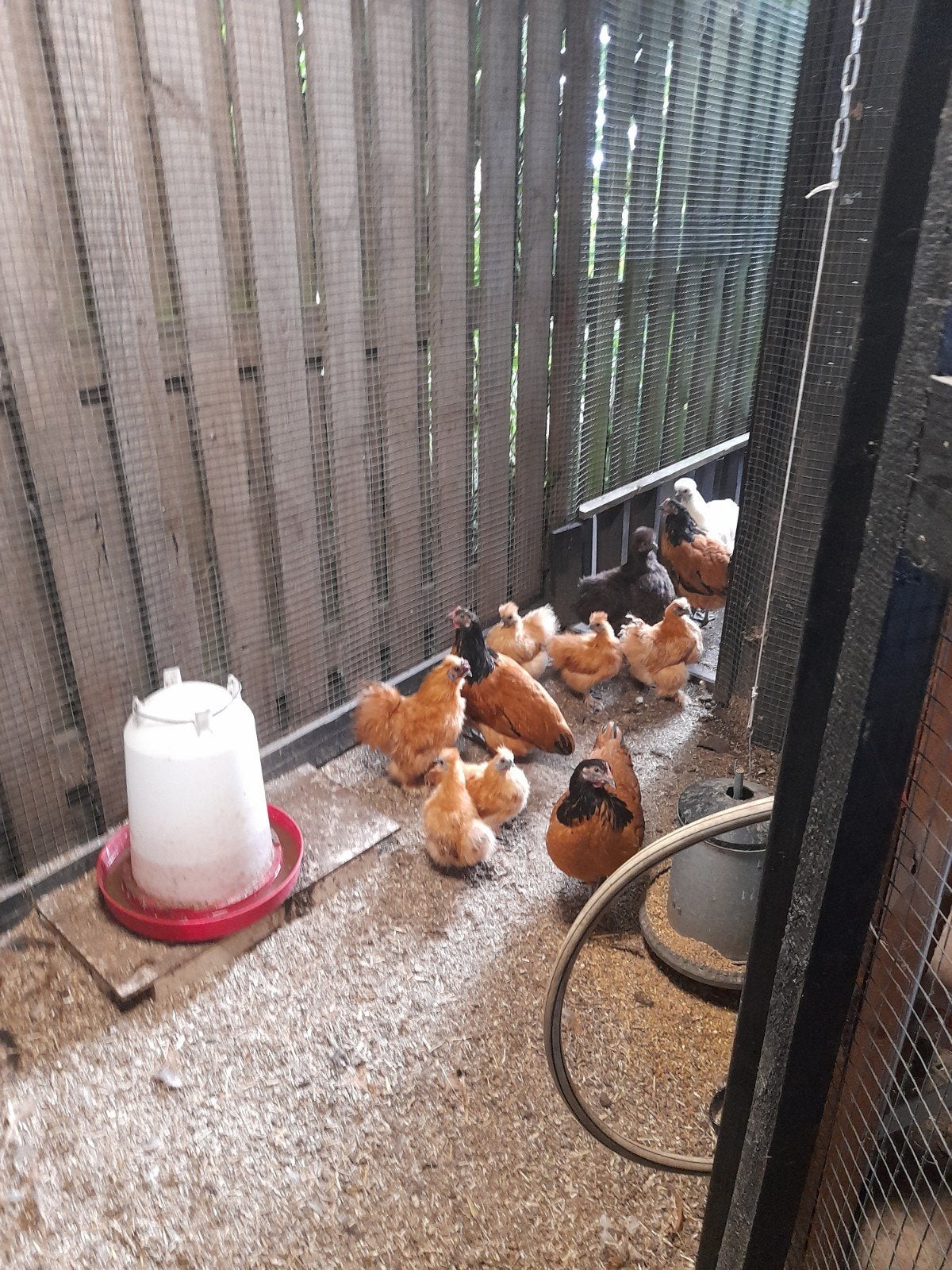 Tekoop zijdehoender kriel, Meerdere dieren, Kip