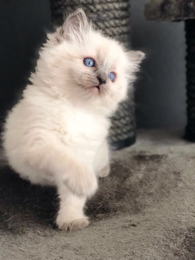 *** Ragdoll Kittens ***, Dieren en Toebehoren