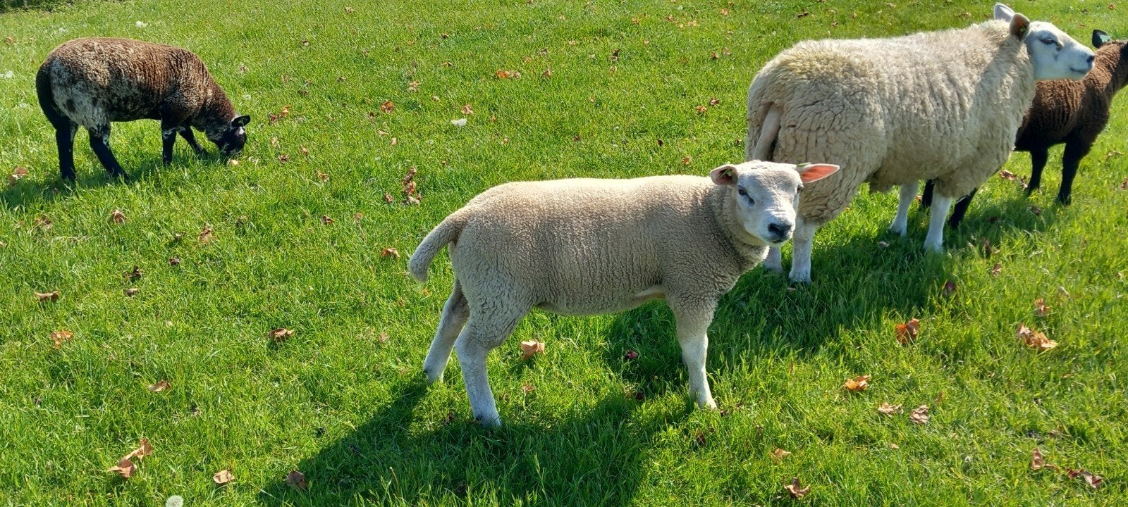 Te koop: mooie dekrammen Engelse Texelaar, Mannelijk, Geit