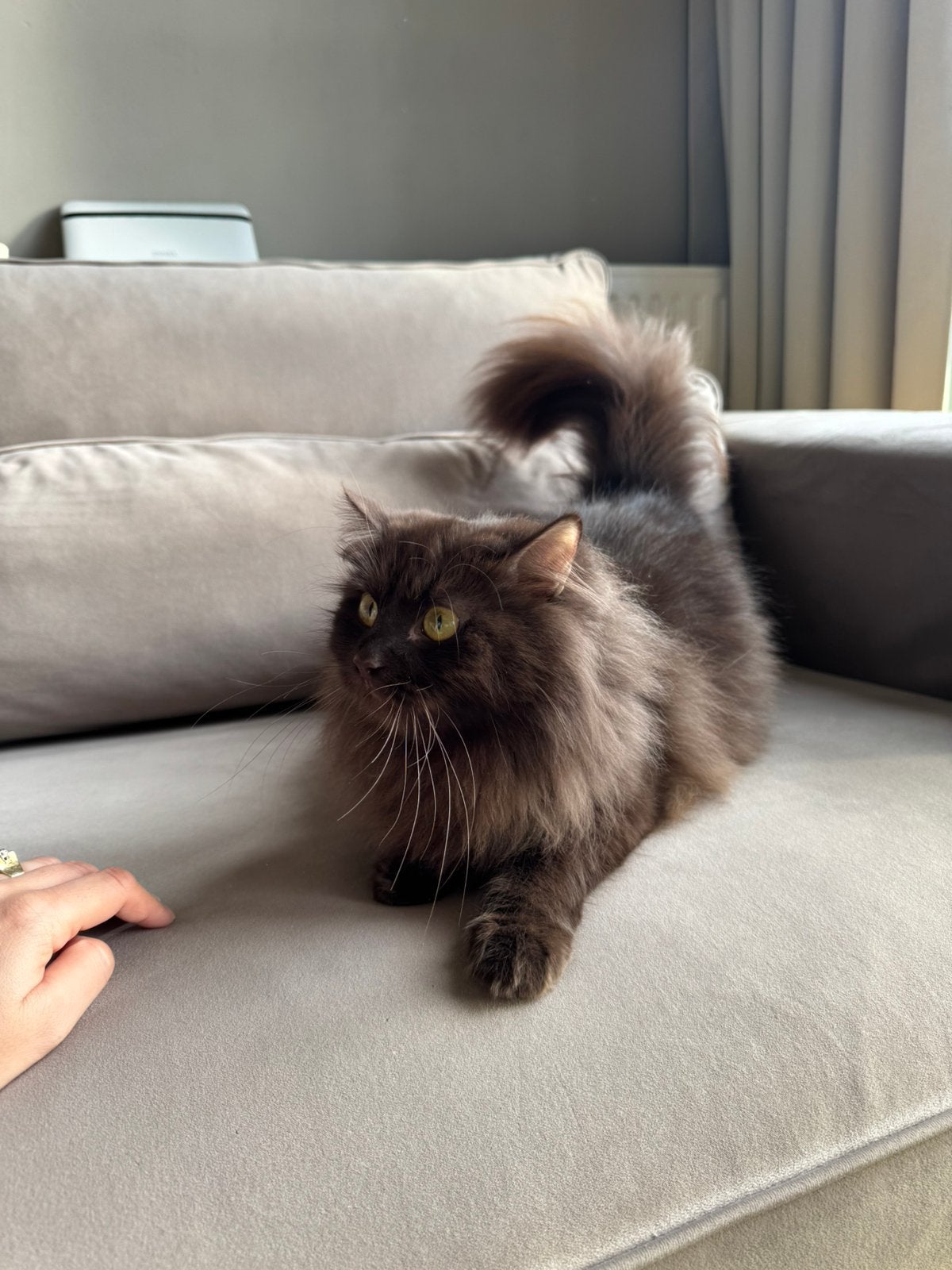perzisch poes 3 jaar, Poes