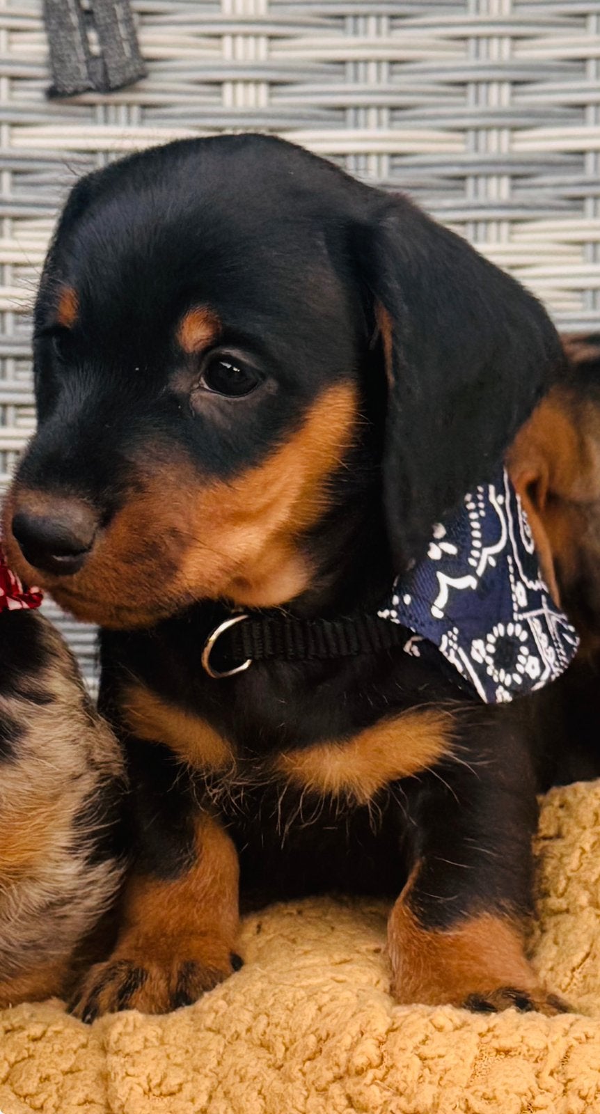 ❤️🐶❤️Super mooi nestje Teckel pups❤️🐶❤️, Parvo, 8 tot 15 weken, Korthaar, Dwerg