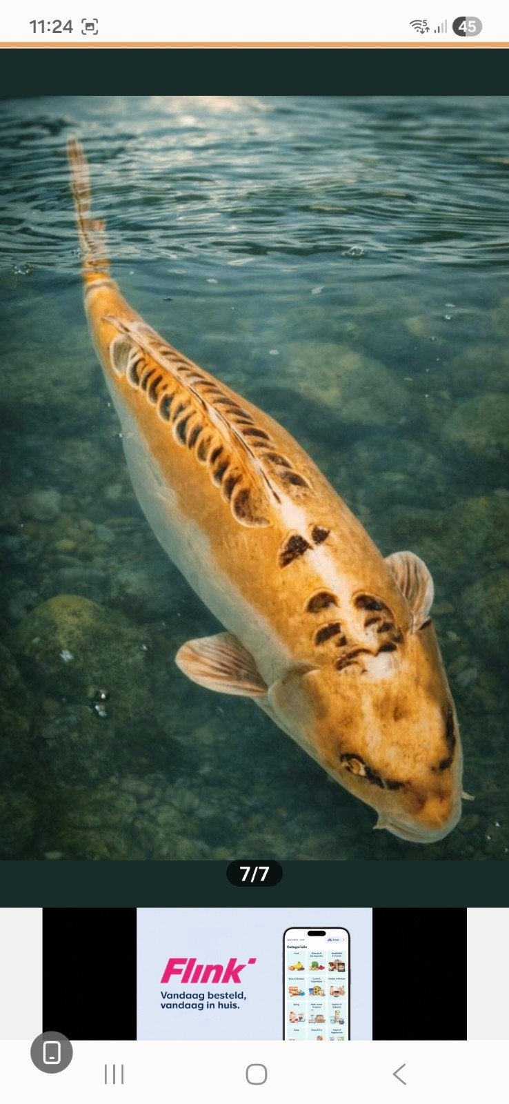Koi, Dieren en Toebehoren, Vissen | Vijvervissen, Karper of Koi
