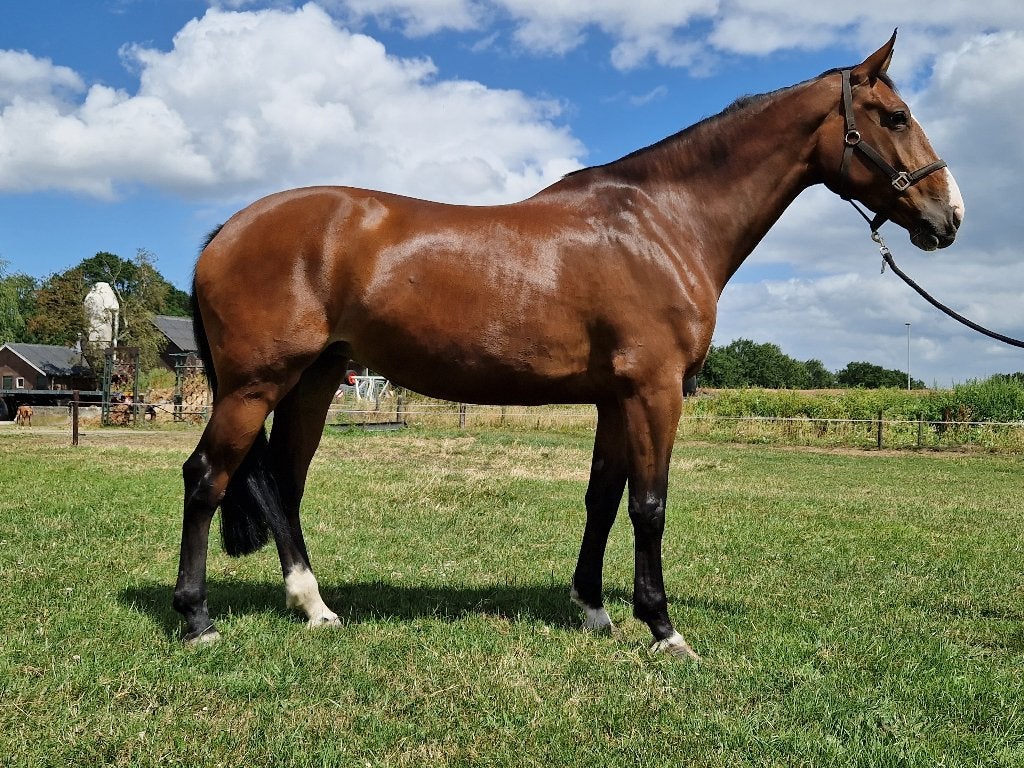 Brave 8 jarige allround merrie, Dieren en Toebehoren, Paarden, Merrie, Springpaard, 170 tot 175 cm, 7 tot 10 jaar