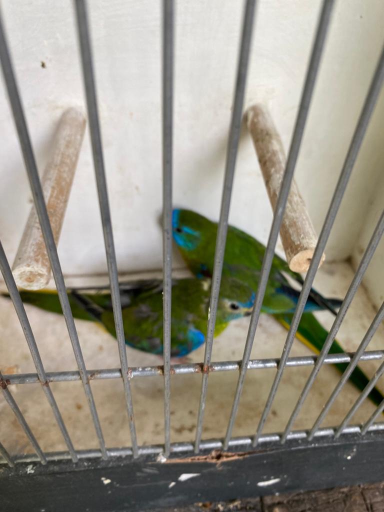 Turqusine parkiet, Dieren en Toebehoren, Meerdere dieren, Parkiet, Geringd