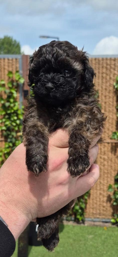 Maltipoo-Toy Poedel-pups, Dieren en Toebehoren, Parvo, Overige rassen, 8 tot 15 weken, Meerdere