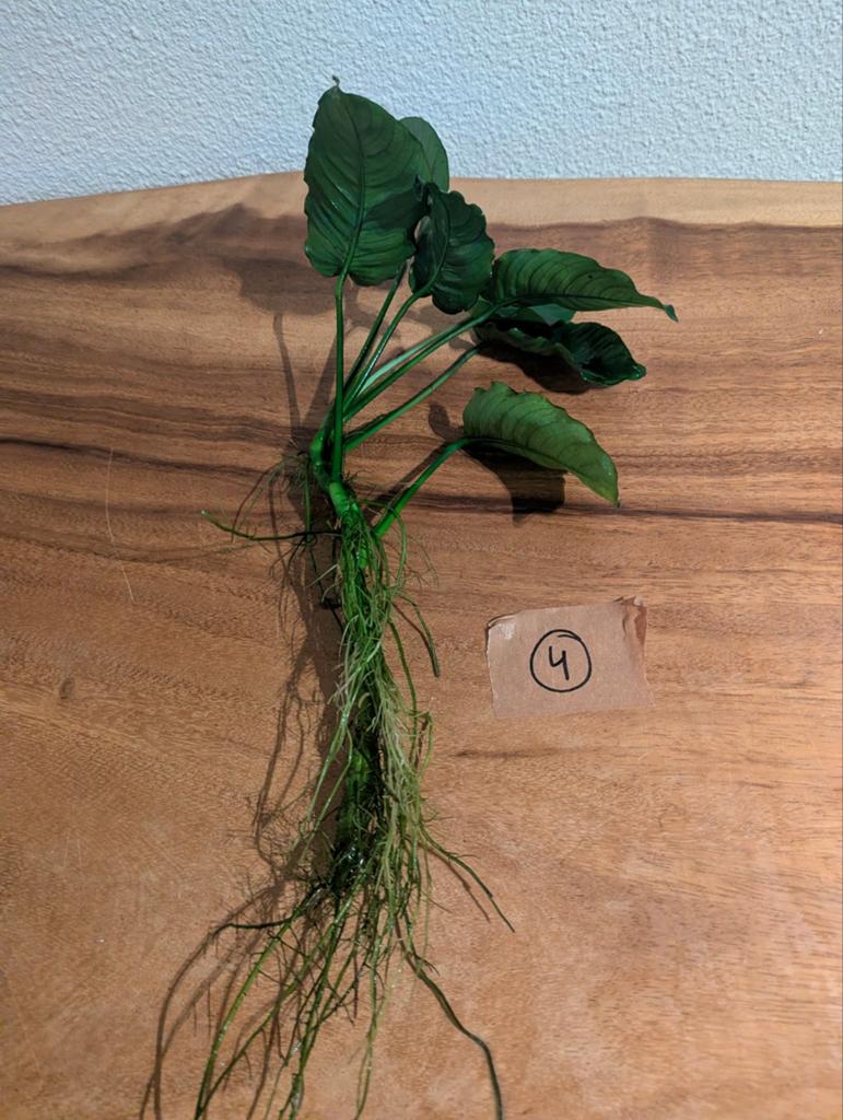 Anubias, Dieren en Toebehoren, Vissen | Aquaria en Toebehoren, Ophalen, Nieuw, Plant(en), Steen of Hout