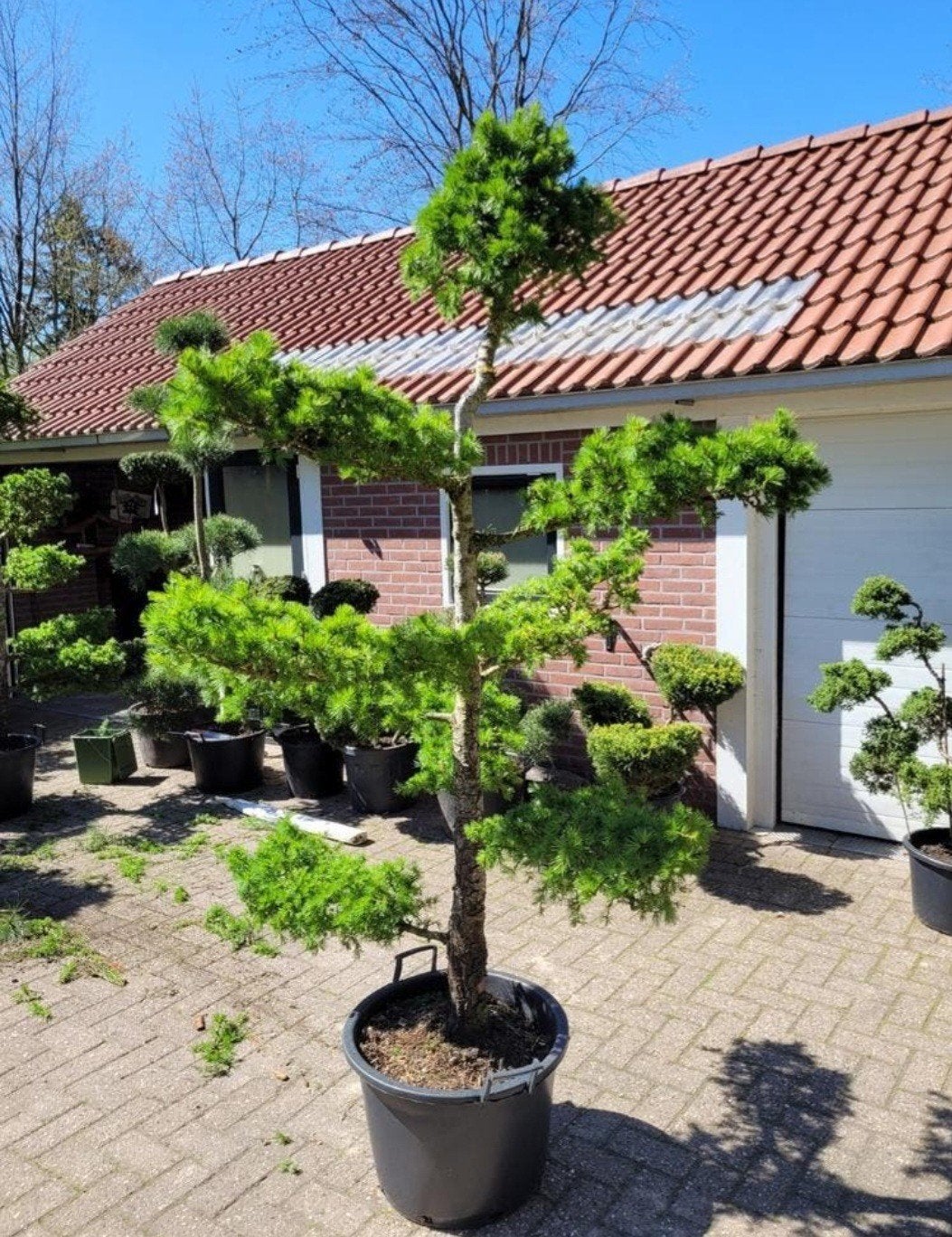 Lariks Kaempferi Ponpon - Japanse Larix (aanbieding), Ophalen, Bloeit niet, Overige soorten, Volle zon