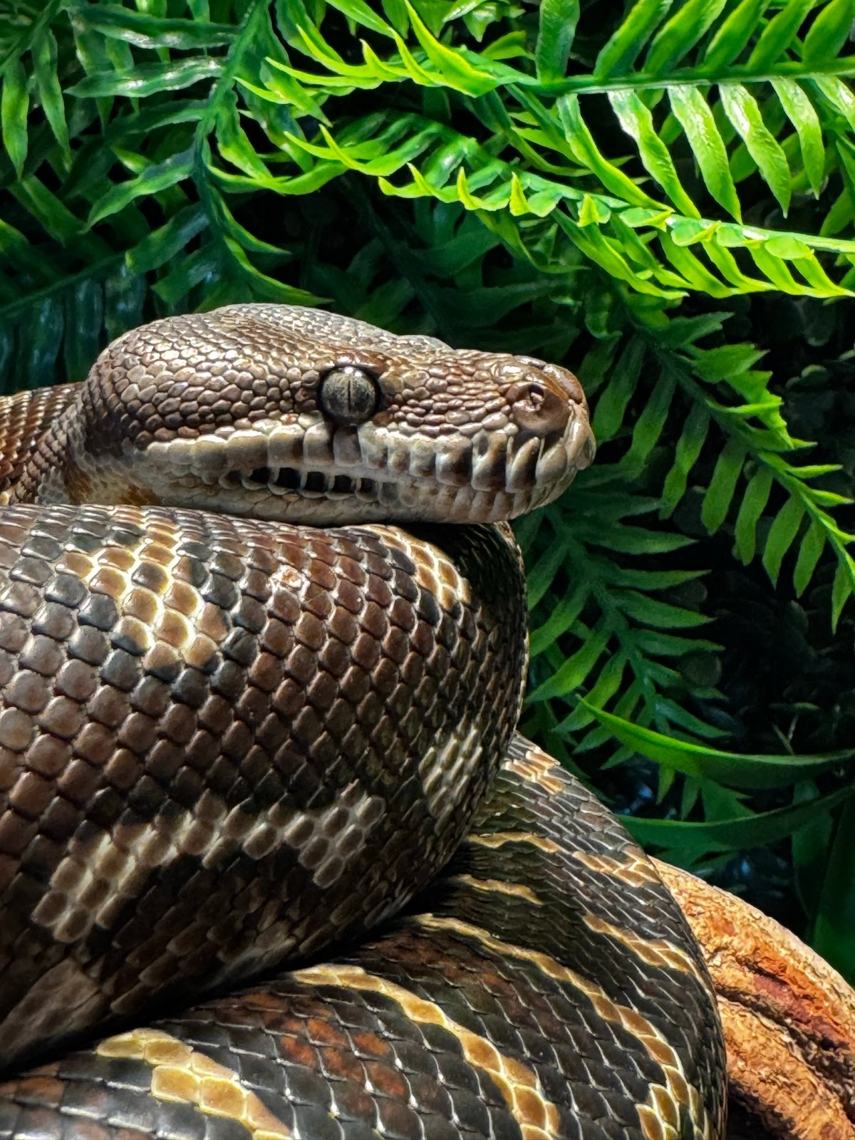 Python slang Morelia Bredli, Slang, 3 tot 6 jaar