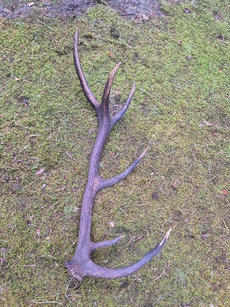 Prachtige grote edelhert afwerpstang van de Veluwe, Ophalen, Zo goed als nieuw, Hert, Gewei of Kop
