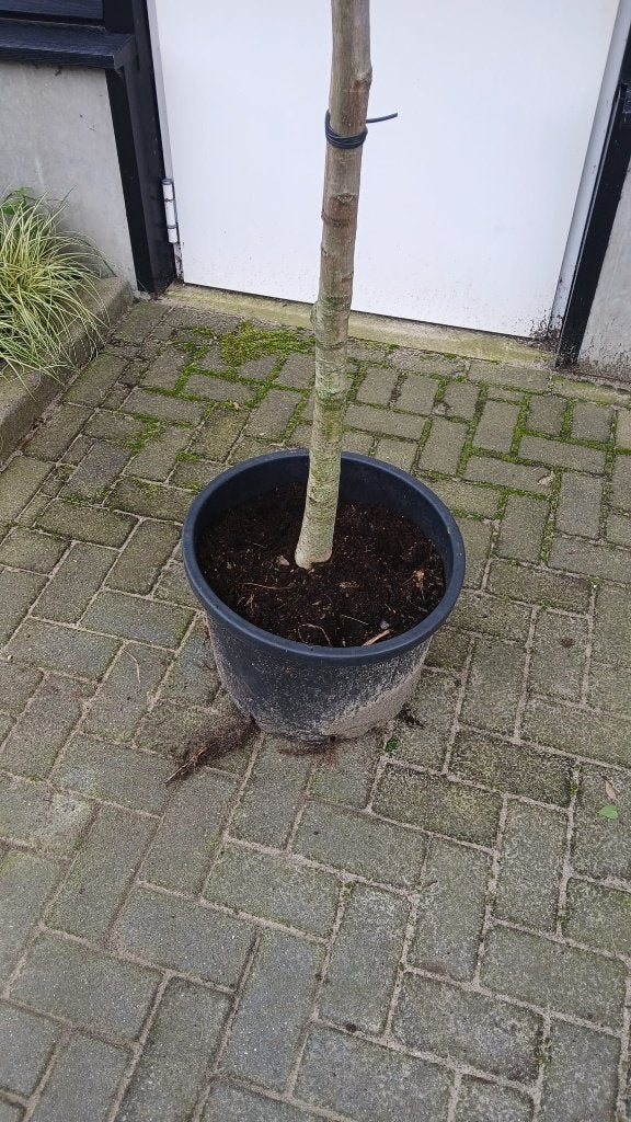 Regia juglans / Walnotenboom €65,-, Lente, 250 tot 400 cm, Volle zon, In pot