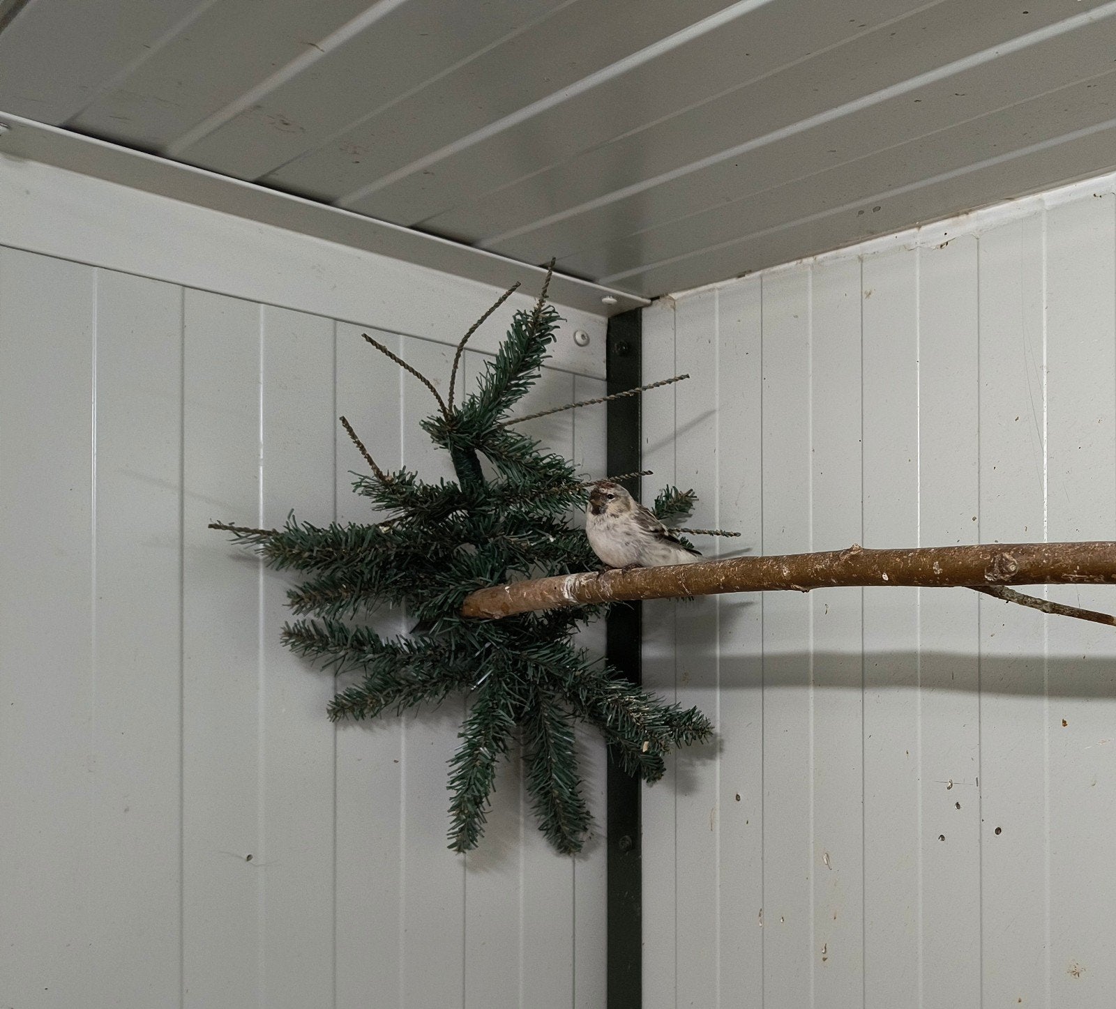 Witstuit Barmsijs, Dieren en Toebehoren, Mannelijk, Wildzangvogel, Geringd