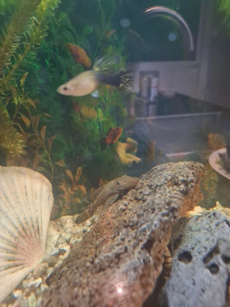 Borstel algen eter, Dieren en Toebehoren, Vissen | Aquariumvissen, Vis