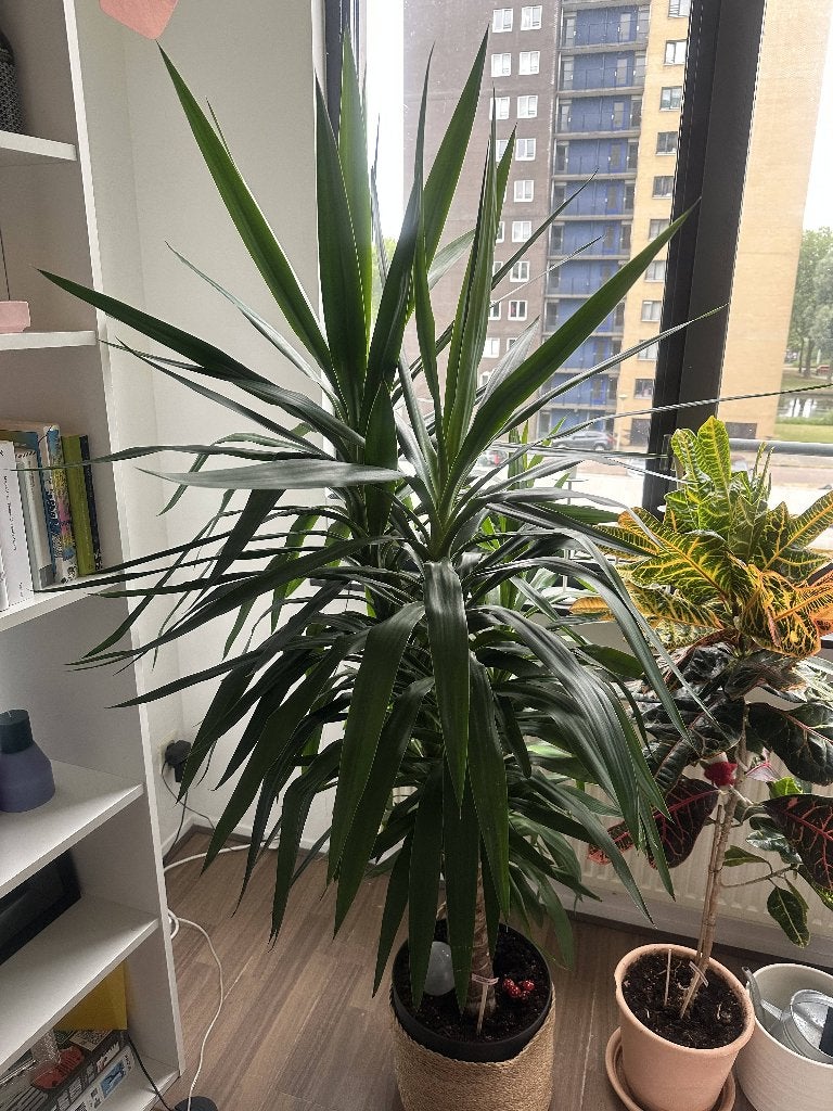 Grote gezonde Yucca plant (kamerplant), Ophalen, 100 tot 150 cm, Halfschaduw, In pot