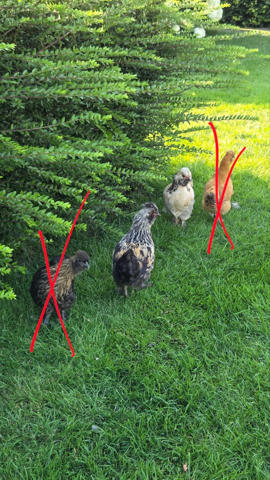 Europese Zijdehoenders, jonge haantjes, bevruchte eieren, Dieren en Toebehoren, Pluimvee, Meerdere dieren, Kip